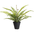 16" Soft PE Boston Fern Plant in Cement Pot - Green