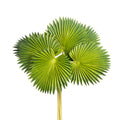 17" Palm x6 - Green