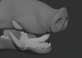 Boar - Jawset