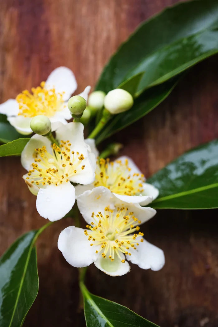CAMPHOR TREE --Cinnamomum camphora--