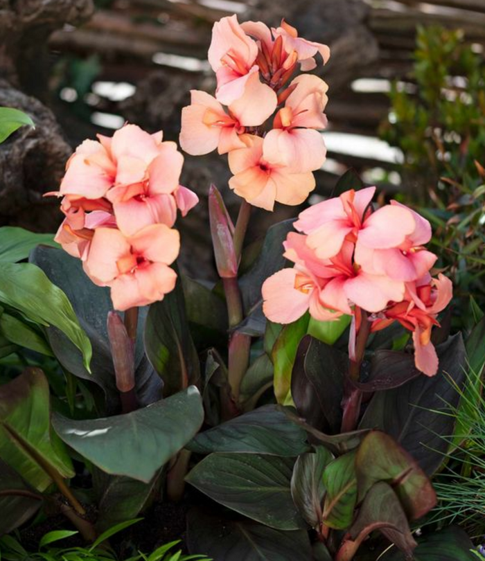 Canna x generalis --Peach Canna--