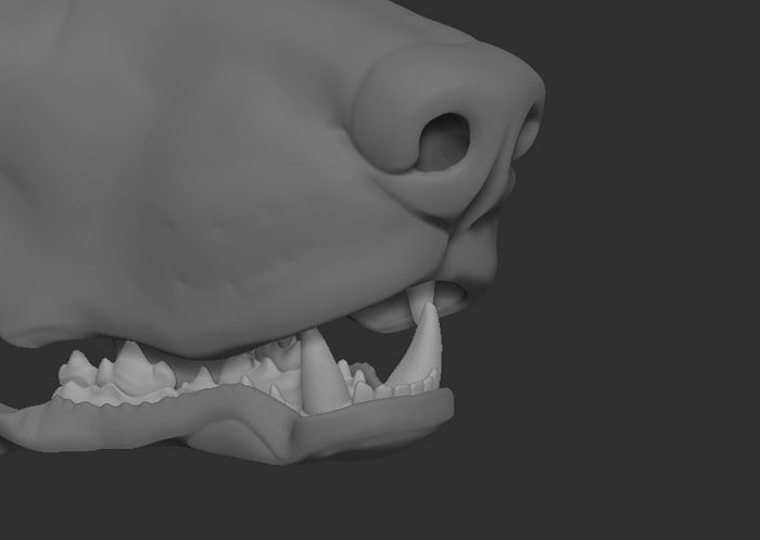 Doberman - Jawset