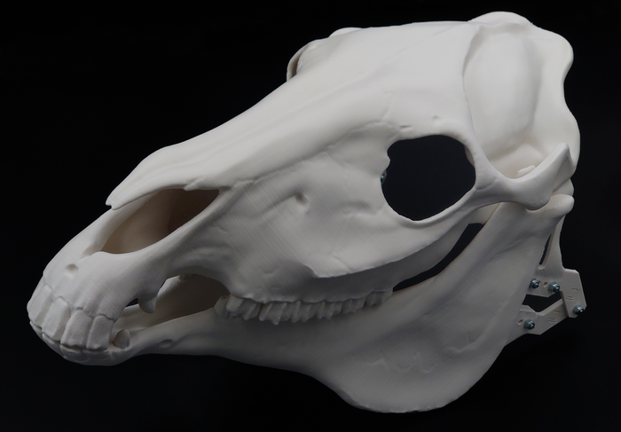 Photo showing an ivory colored, plastic 3D printed horse skull fursuit head base complete with metal hardware at a 3/4 angle against a black background.