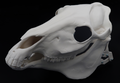 Photo showing an ivory colored, plastic 3D printed horse skull fursuit head base complete with metal hardware at a 3/4 angle against a black background.
