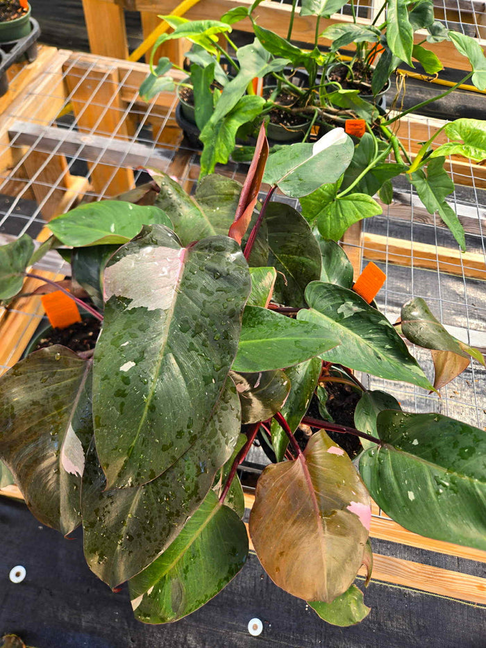 Philodendron erubescens 'Pink Princess'