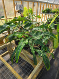 Philodendron mexicanum