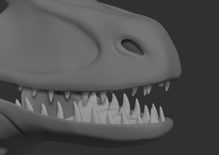 Raptor, dromaeosaurus - Jawset