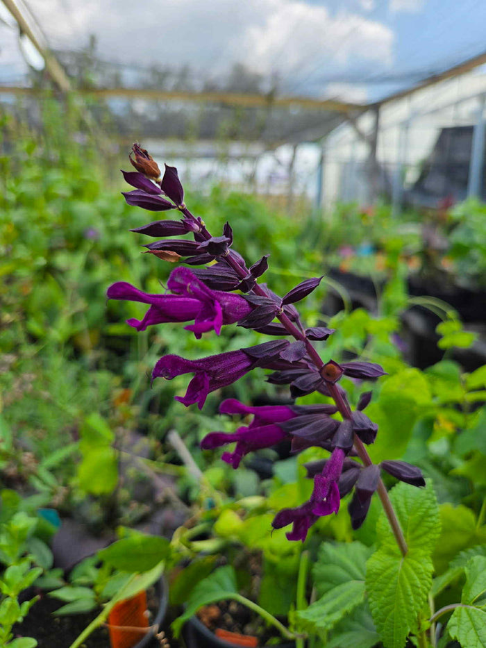 Salvia guaranitica x. --Plum Purple Sage--