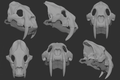 Smilodon - Skull base