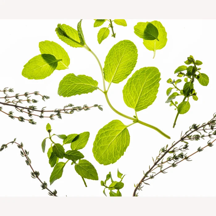 Collection of green leaves and branches on a white background