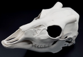 Photo showing an ivory colored, plastic 3D printed deer skull fursuit head base complete with metal hardware at a 3/4 angle against a black background.